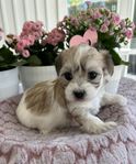 Bichon Havanais