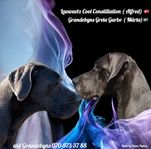 Grand Danois valpar
