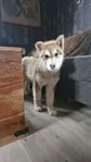 Alaskan Malamute valpar 