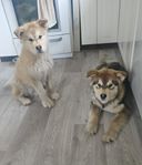 Alaskan Malamute valpar 
