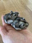 Hamster -ungar