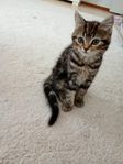 En söt liten katt 