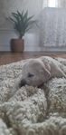 Golden retriever valpar med stamtavla