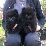 pomeranian valpar