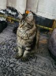 maine coon kattunge