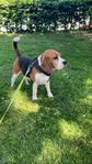 Omplacering Beagle Hane