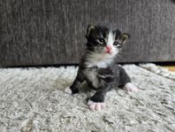 Långhåriga kattungar 