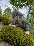 Fluffiga kattungar 