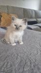 Heliga Birma hanKatt unge
