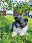 Tysk spets / Mittelspetz valpar