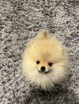 Pomeranian valp