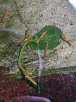 Neocaridina Räkor, Orange Rili! HÖG KVALITÉ!