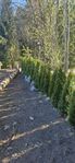 Thuja Smaragd 120cm