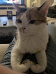Mysig kattdam söker nytt kärleksfullt hem – träffa Våf