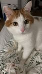 Omplacering Katt