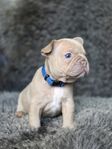 Fransk bulldog valpar