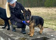 schäfervalp tik 4,5m med stamtavla