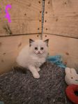 Ragdoll kattungar