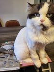 Ragdollhane