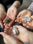 Hamster ungar