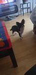 hund