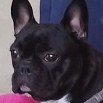 French Bulldog kille, Roccy, 3 år ,  söker nya föräldrar