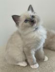 Ragdoll kattungar med stamtavla 