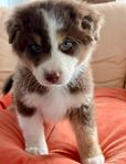 Australian shepherd valpar Leveransklara 