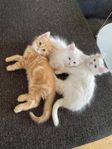 Kattungar 