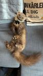 Soft-mount taxidermi