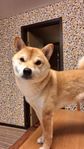 Shiba hane