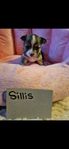 Chihuahua/shitzu valpar