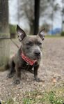 American bully pocket