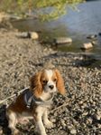 Cavalier King Charles 