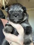 Finsk lapphund valpar 
