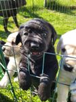 Labrador valp