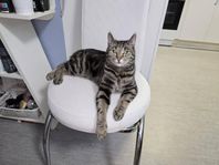 Katten Leo