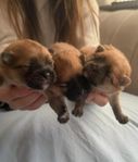 pomeranian valpar