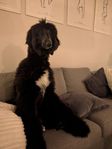 afghanhund
