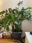 stor garderobblomma 130 cm/h