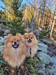 Renrasiga Pomeranian Valpar SKK stamtavla 
