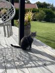Omplacering av katt