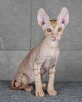 Gosig Cornish rex kille