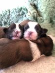Ljuvliga Shih Tzu/ Lhasa apso 