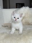 ragdoll blandis kattungar
