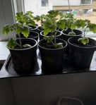 Tomatplantor, Tiny Tim och Indigo Rose