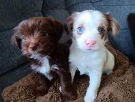 2 yorkies valpar tikar