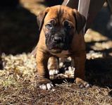 Fantastisk Cane Corso Valp (stamtavla) 
