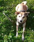 Världens enklaste hund