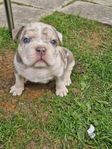 American bully pocket valpar